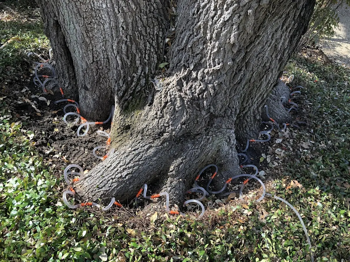 Detailed Tree Cabling and Bracing job site in Morrilton