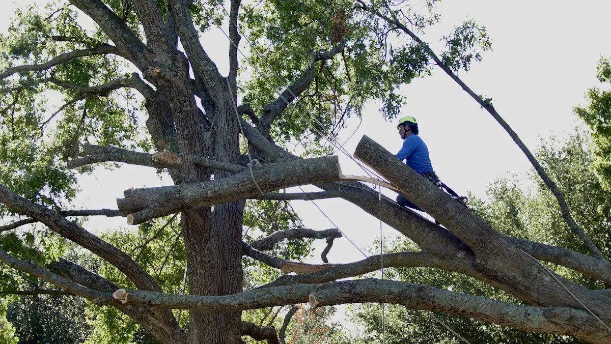 Professional Hazardous Tree Removal performed by certified arborists in Morrilton